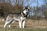 ALASKAN MALAMUTE 895